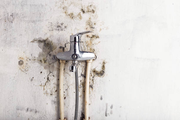 Best Mold Cleaning Services  in Brooklyn, IN