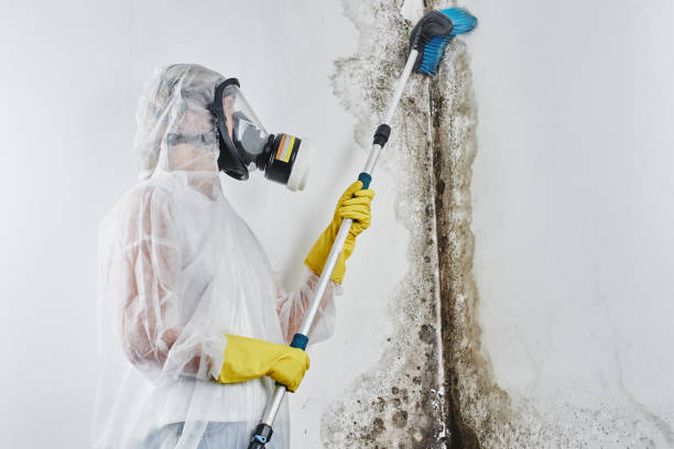Best Attic Mold Removal  in Brooklyn, IN