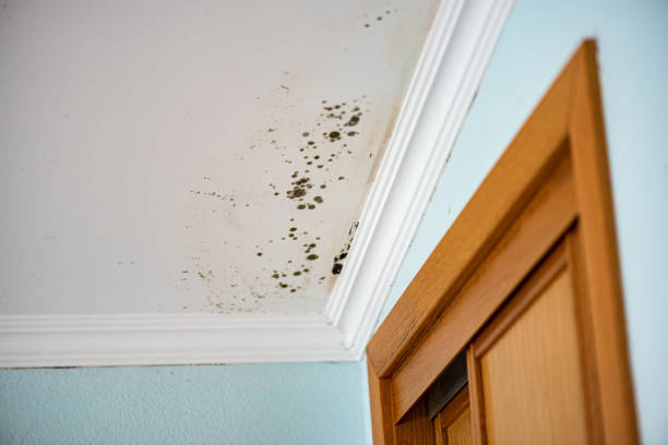 Best Black Mold Removal  in Brooklyn, IN